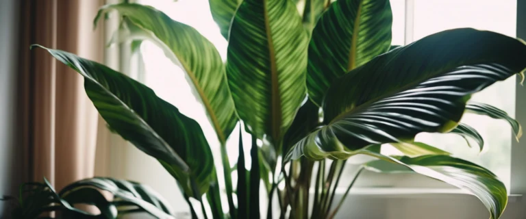 Calathea White Fusion : Origines tropicales et secrets pour un feuillage éblouissant