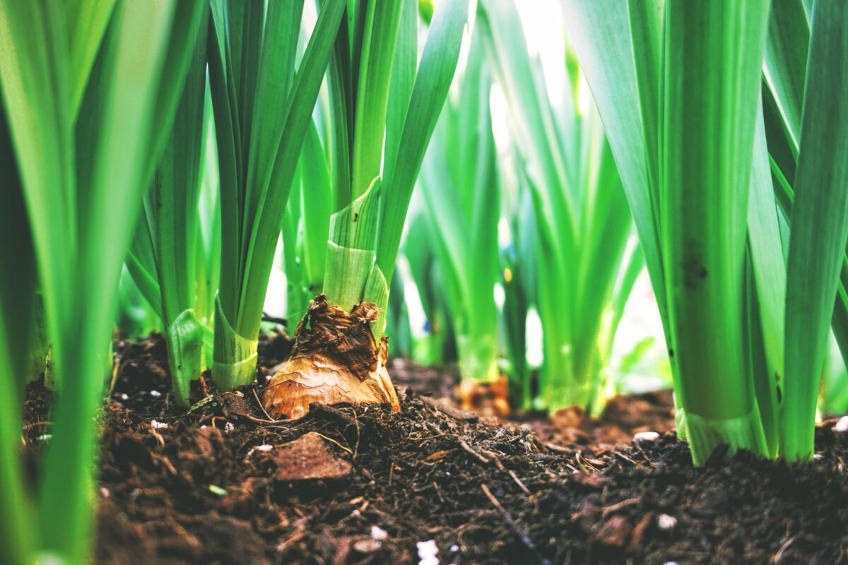 Équinoxe cette nuit à 2 h 05 : les gestes qui comptent au jardin avant les jours courts
